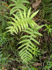 Christella acuminata