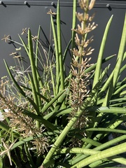 Sansevieria