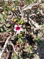Pachypodium bispinosum