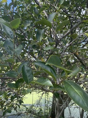 Annona glabra