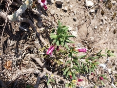 Pachypodium bispinosum