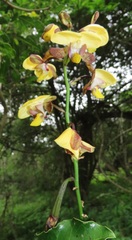 Eulophia streptopetala
