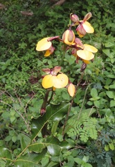 Eulophia streptopetala