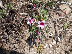 Pachypodium bispinosum