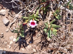 Pachypodium bispinosum
