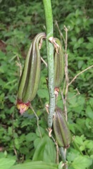 Eulophia streptopetala