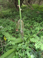 Eulophia streptopetala