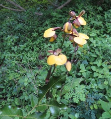 Eulophia streptopetala