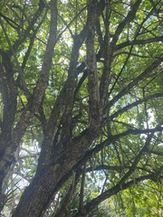 Parmentiera cereifera