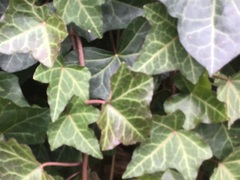 Hedera helix