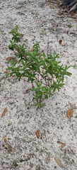 Oldenlandia corymbosa