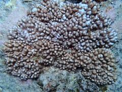 Cladiella