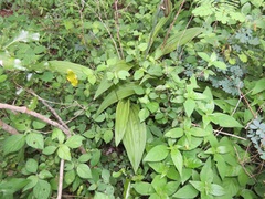 Eulophia streptopetala