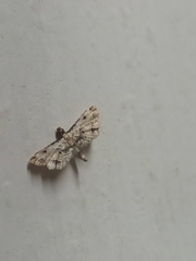 Sufetula