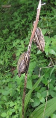 Eulophia streptopetala