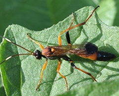 Ctenochares bicolorus