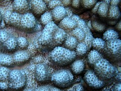 Cladiella