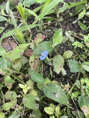 Commelina diffusa
