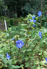 Evolvulus glomeratus