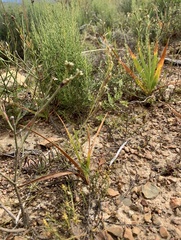 Silene burchellii