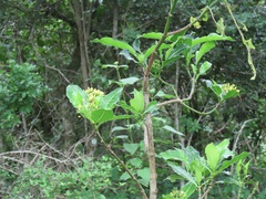 Psychotria capensis