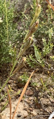 Silene burchellii