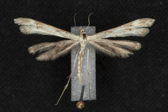 Gillmeria pallidactyla