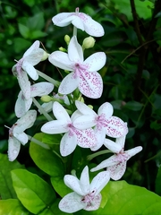 Pseuderanthemum