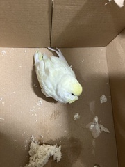 Melopsittacus undulatus domesticus