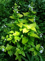 Pseuderanthemum