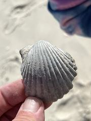 Argopecten irradians