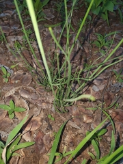 Asparagales