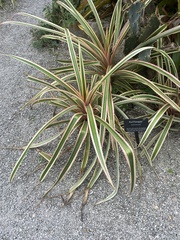 Ananas comosus bracteatus