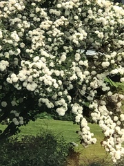 Viburnum macrocephalum
