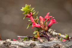 Fuchsia lycioides