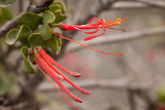 Tristerix corymbosus