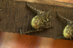 Rhynchonycteris naso