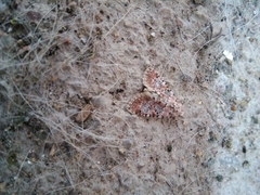 Bryophila domestica