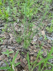 Asparagales