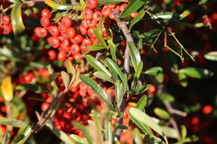 Pyracantha