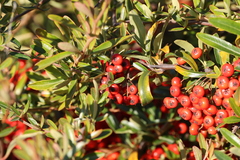 Pyracantha