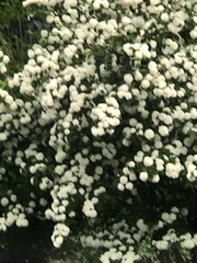 Viburnum macrocephalum