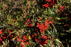 Pyracantha