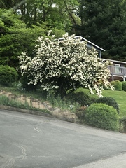 Viburnum macrocephalum