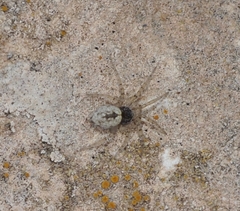 Oecobius maculatus