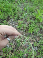 Asparagales