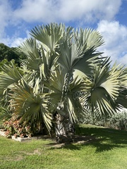 Bismarckia
