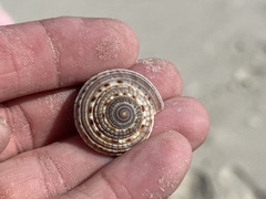 Architectonica nobilis