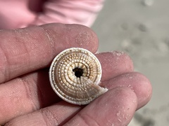 Architectonica nobilis