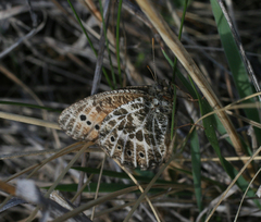 Oeneis tarpeia